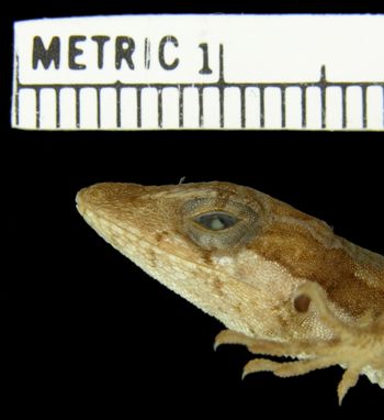 Media type: image; Herpetology R-154311
